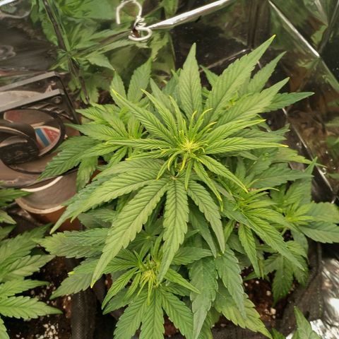 Medusa F1 Hybrid RQS  growlog timeline photo