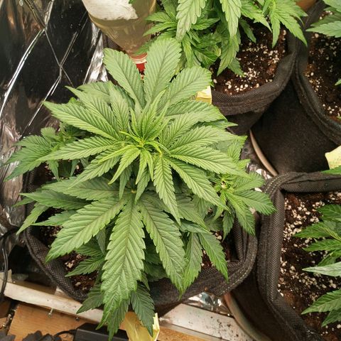 Hyperion F1 Hybrid RQS growlog timeline photo