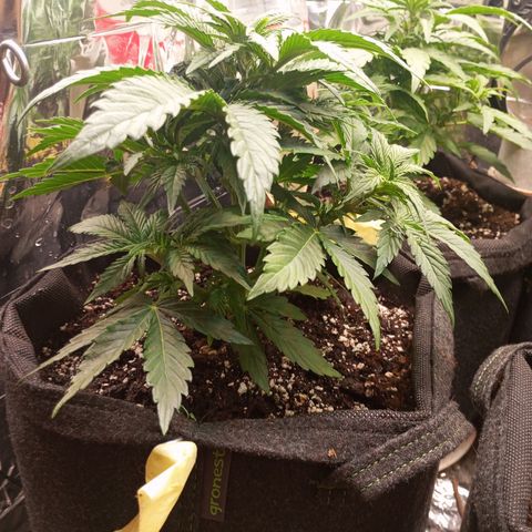 Hyperion F1 Hybrid RQS growlog timeline photo