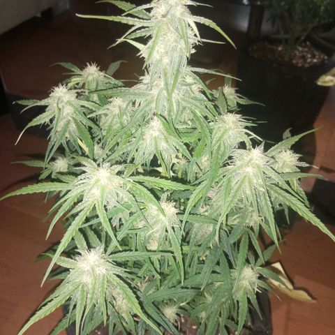 Titan F1 Hybrid RQS growlog timeline photo