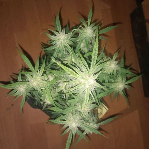 Titan F1 Hybrid RQS growlog timeline photo