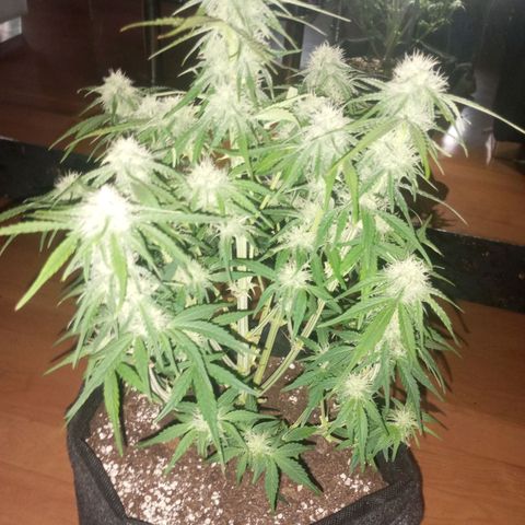 Medusa F1 Hybrid RQS  growlog timeline photo
