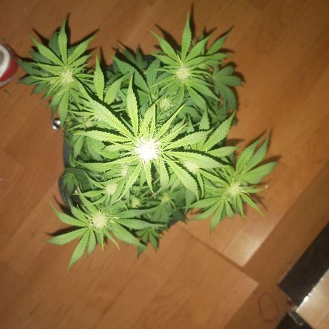 Hyperion F1 Hybrid RQS growlog timeline photo