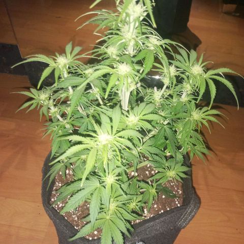 Hyperion F1 Hybrid RQS growlog timeline photo