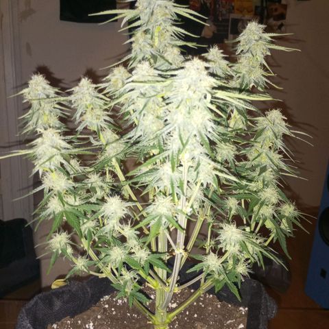 Medusa F1 Hybrid RQS  growlog timeline photo