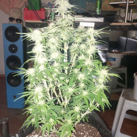 Hyperion F1 Hybrid RQS growlog timeline photo