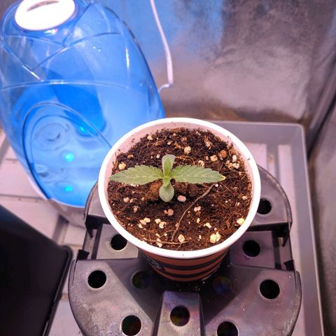 GSC #1 growlog timeline photo