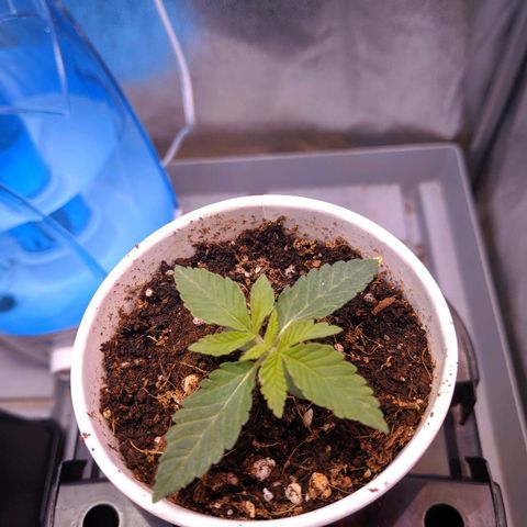 GSC #1 growlog timeline photo