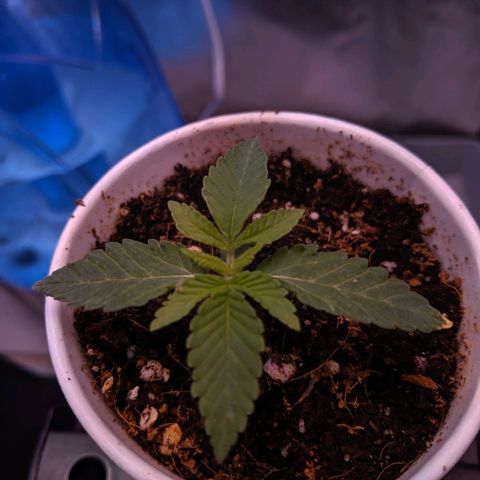 GSC #1 growlog timeline photo