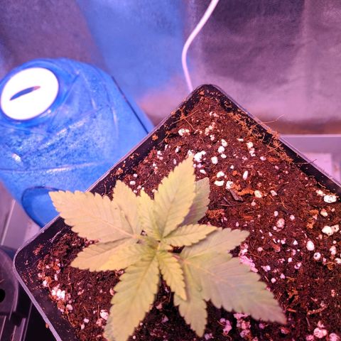 GSC #1 growlog timeline photo
