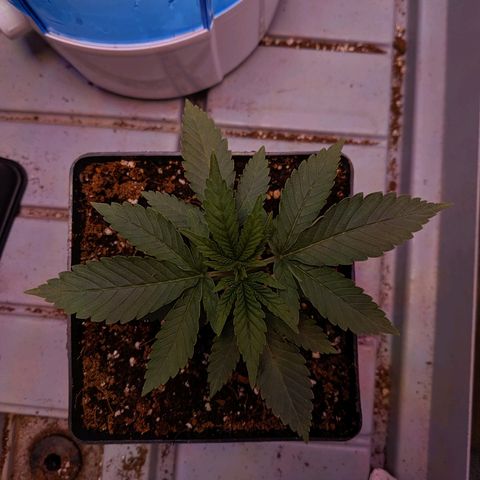 GSC #1 growlog timeline photo