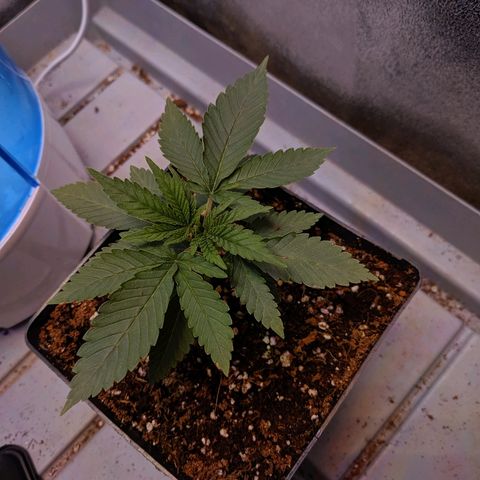 GSC #1 growlog timeline photo