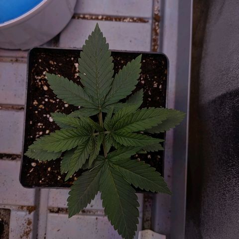 GSC #1 growlog timeline photo