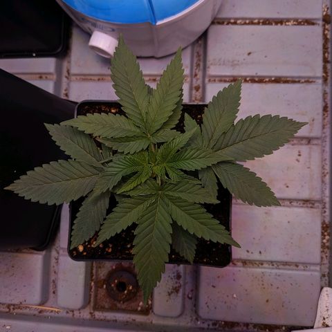 GSC #1 growlog timeline photo