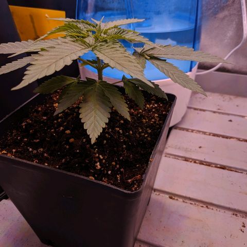 GSC #1 growlog timeline photo