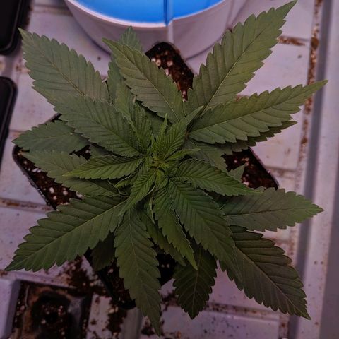GSC #1 growlog timeline photo