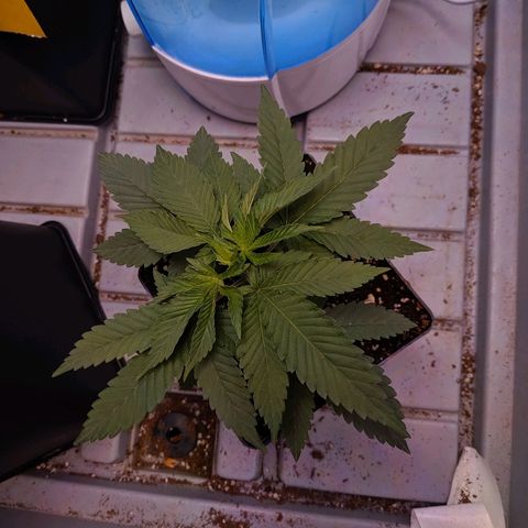GSC #1 growlog timeline photo