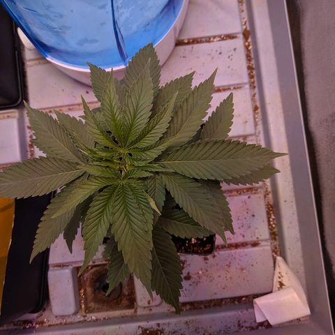GSC #1 growlog timeline photo