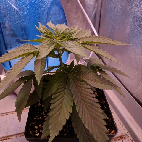 GSC #1 growlog timeline photo