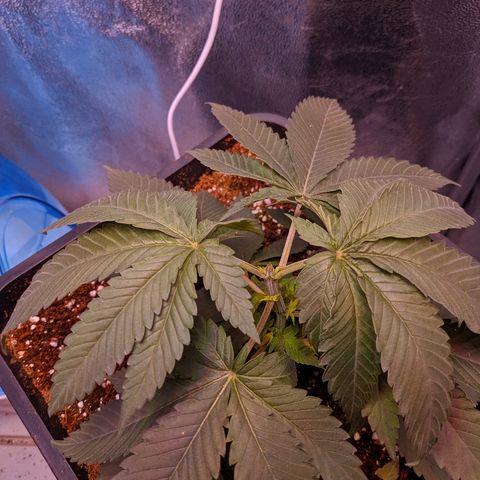 GSC #1 growlog photo: After topping