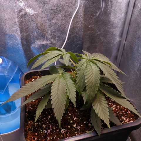 GSC #1 growlog photo: After topping