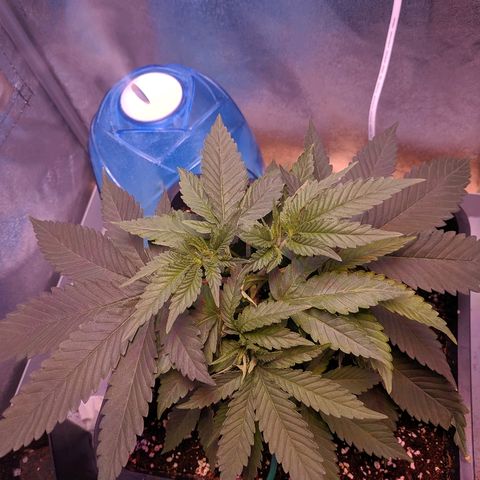GSC #1 growlog timeline photo