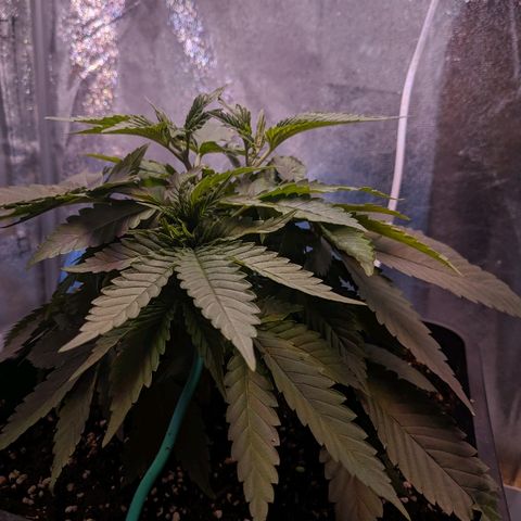 GSC #1 growlog timeline photo
