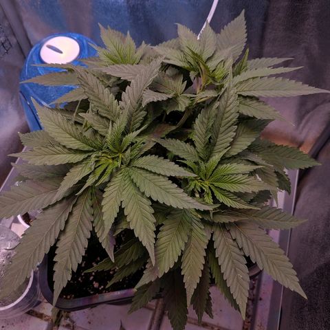 GSC #1 growlog timeline photo