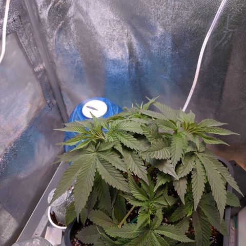GSC #1 growlog timeline photo