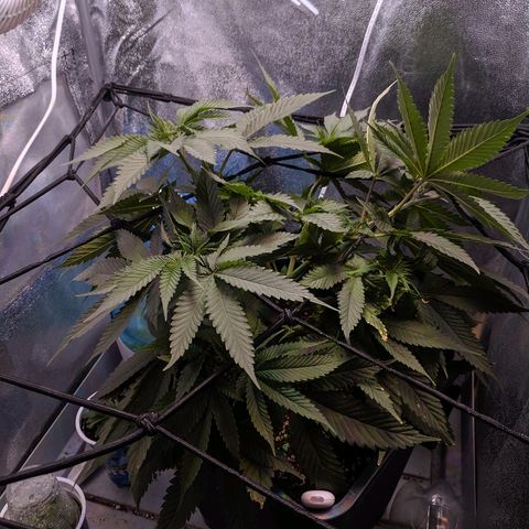 GSC #1 growlog timeline photo