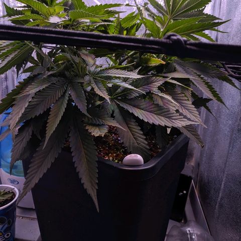 GSC #1 growlog timeline photo