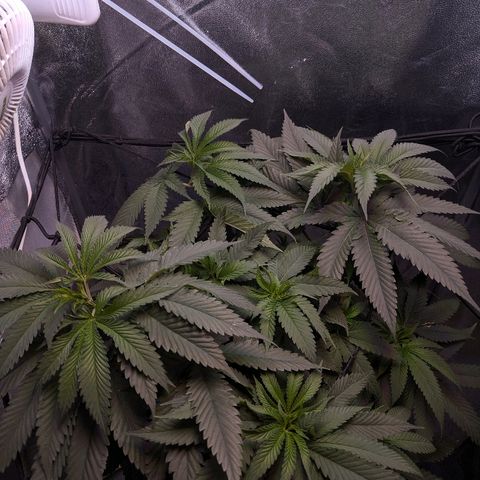 GSC #1 growlog timeline photo