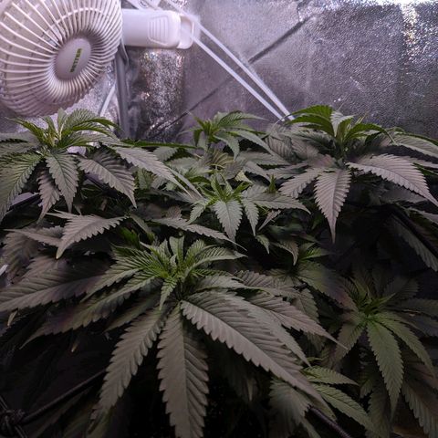 GSC #1 growlog timeline photo