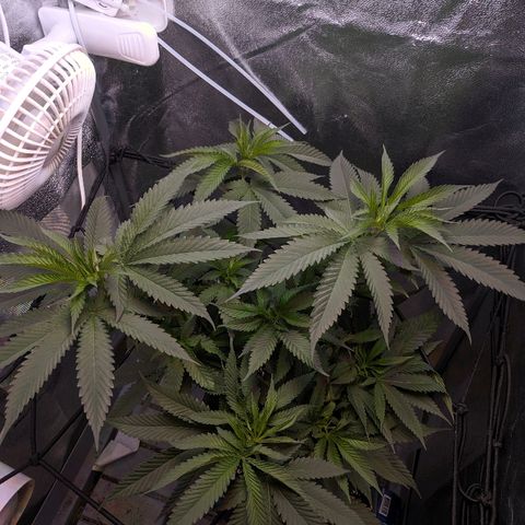 GSC #1 growlog timeline photo