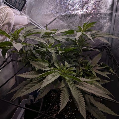 GSC #1 growlog timeline photo