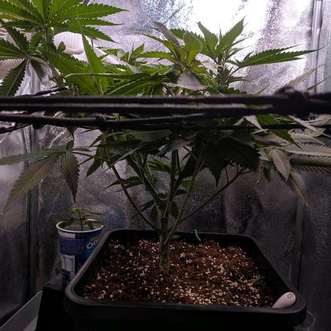 GSC #1 growlog timeline photo