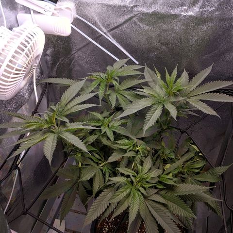 GSC #1 growlog timeline photo