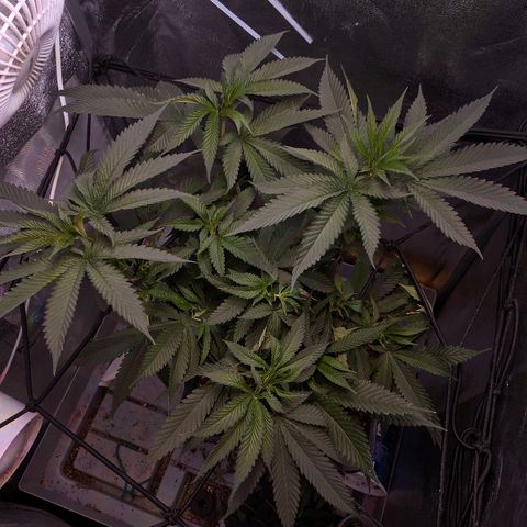 GSC #1 growlog timeline photo