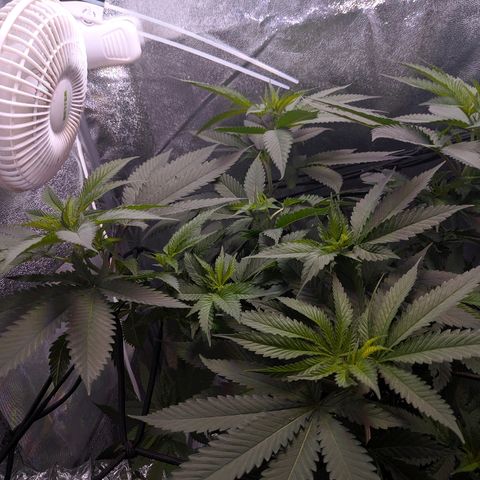 GSC #1 growlog timeline photo