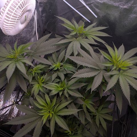 GSC #1 growlog timeline photo