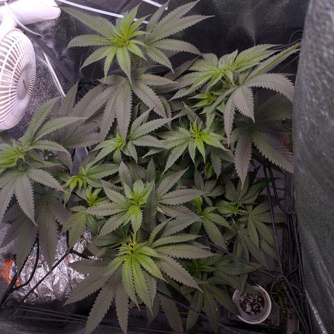 GSC #1 growlog timeline photo