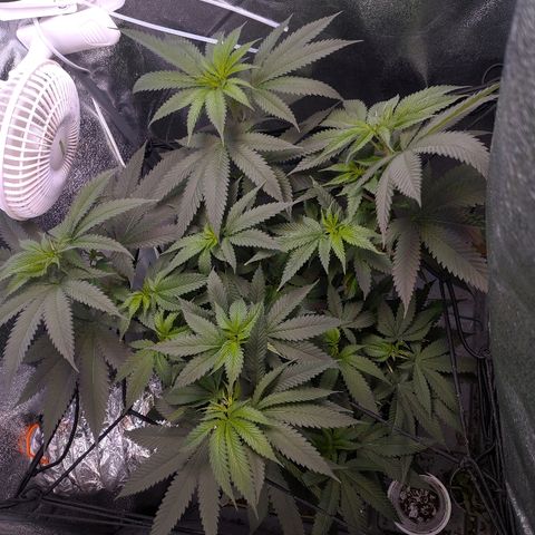 GSC #1 growlog timeline photo