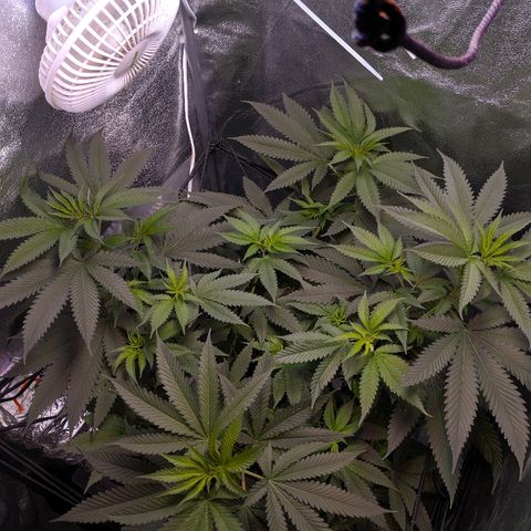 GSC #1 growlog timeline photo