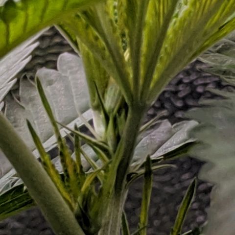GSC #1 growlog timeline photo