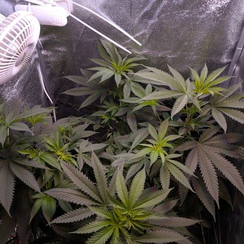 GSC #1 growlog timeline photo