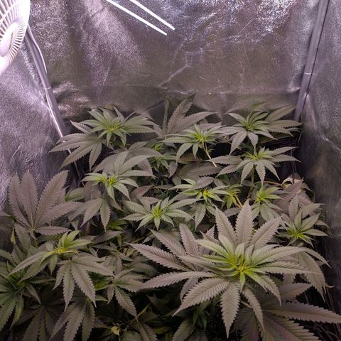 GSC #1 growlog timeline photo