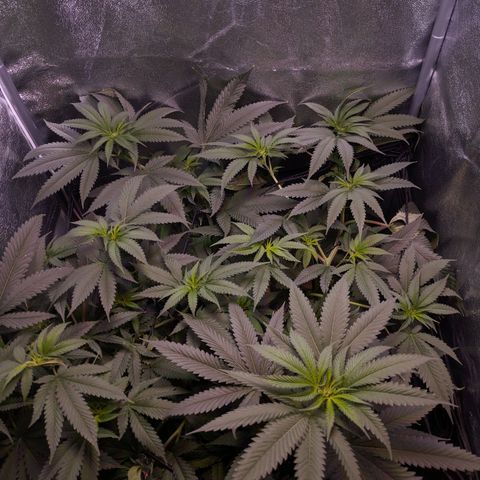GSC #1 growlog timeline photo