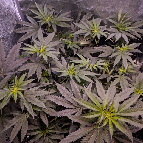 GSC #1 growlog timeline photo