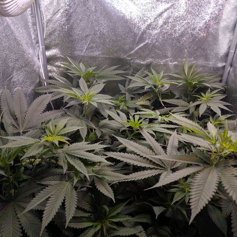 GSC #1 growlog timeline photo