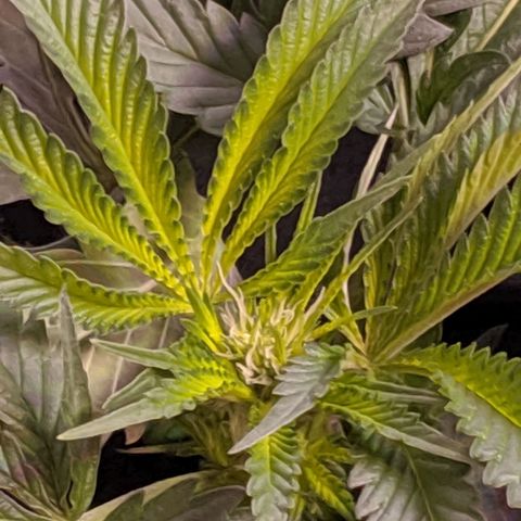 GSC #1 growlog timeline photo